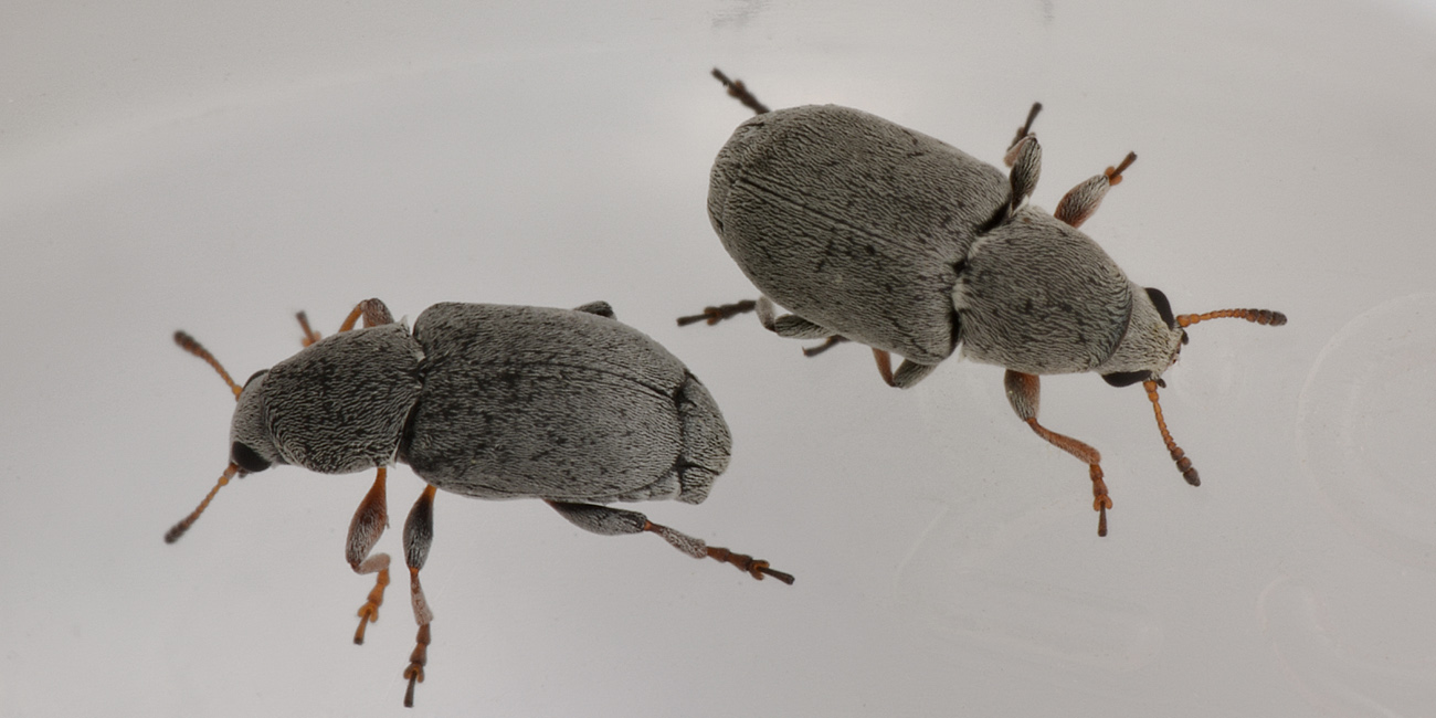 Bruchela rufipes?  Sì,  Bruchela rufipes rufipes